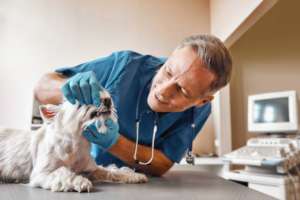 , LA Emergency Dentist Company